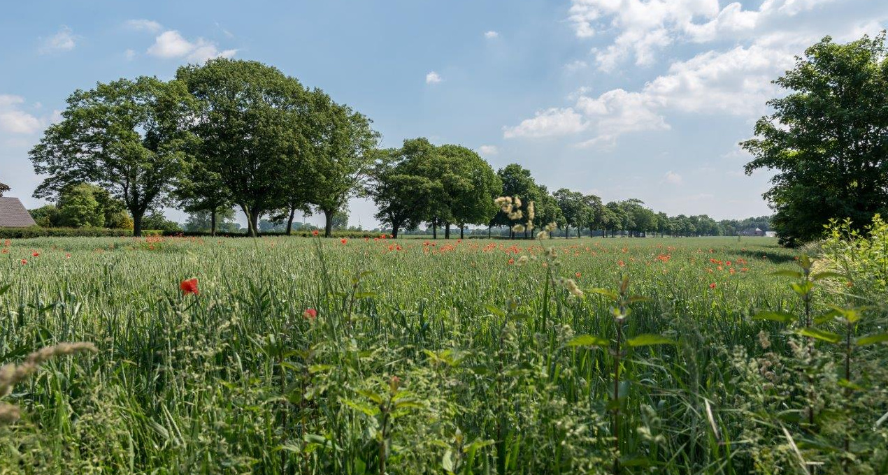 Eine sommerliche Landschaft mit Wiesen und einer Baumallee entlang der Xantener Straße/B57. Diese verläuft hier durch das ehemalige Lagerareal.