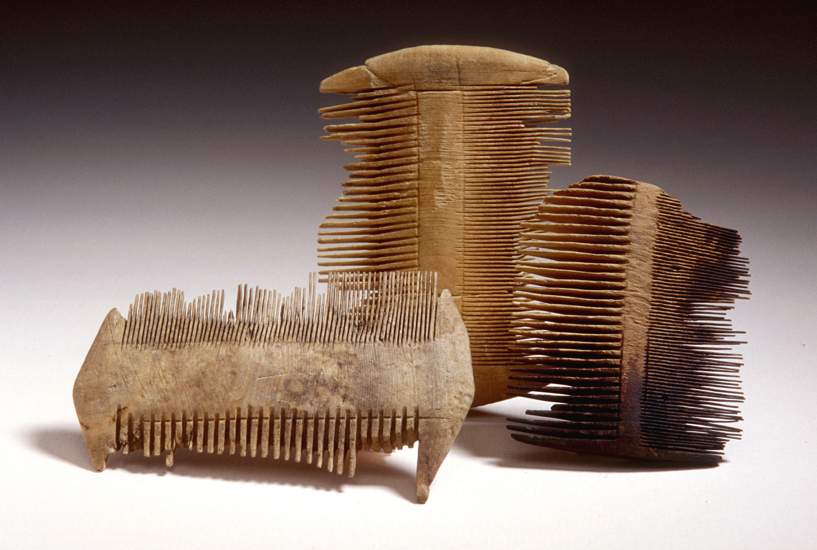 Foto dreier römischer Holzkämme aus dem 1. bis 3. Jahrhundert nach Christus mit zwei Reihen feiner Zinken, gefunden im früheren "vicus Tasgetium" im heutigen Unter-Eschenz, Kanton Thurgau, Schweiz.